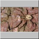 Anyphaena accentuata - Zartspinne w02 7mm.jpg